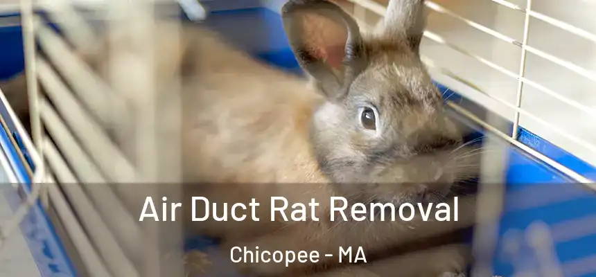 Air Duct Rat Removal Chicopee - MA