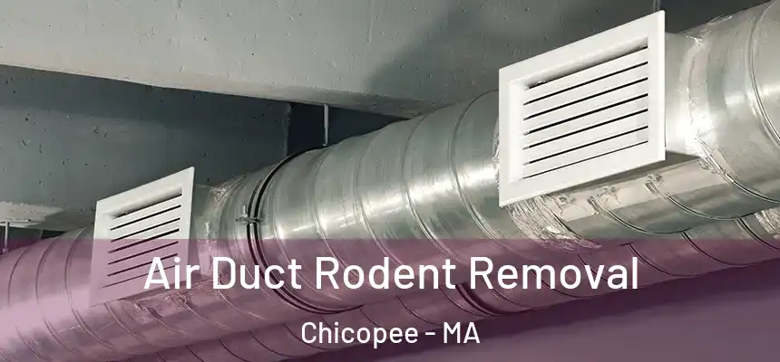  Air Duct Rodent Removal Chicopee - MA
