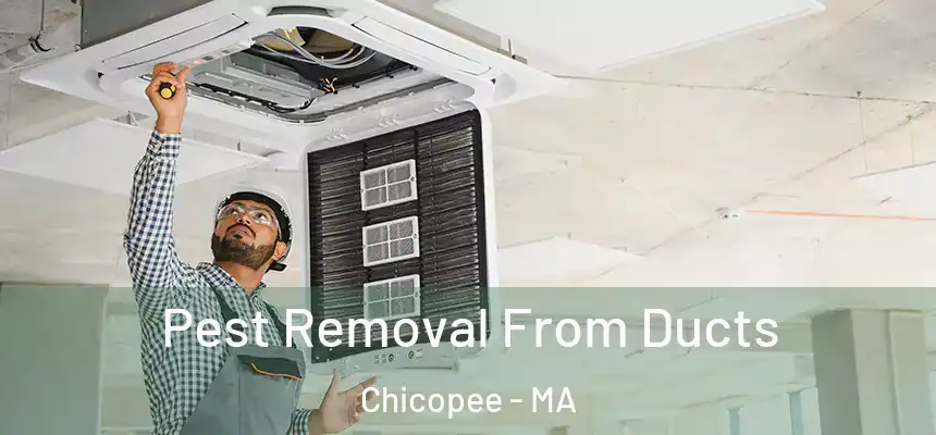 Pest Removal From Ducts Chicopee - MA